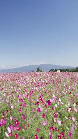 📍群馬県　鼻高展望花の丘🌸 🌐GUNMA JAPAN 10月に見頃を迎えます🌸 #日本の風景 #群馬 #japantravel #japan #nature 