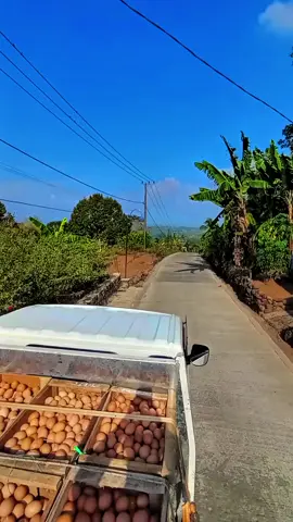 #petelurberkualitas #saudagarmudaexperts #magetan #fyppppppppppppppppppppppp 