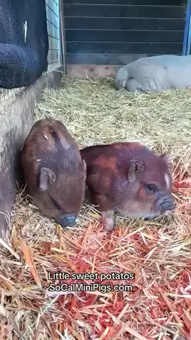 These two little sweet potatos 🐷😍 #pig #pigs #pigsoftiktok #piglet #minipig Credit: 📷 SoCalMiniPigs.com Farm