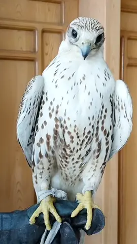 #Super #Sekar #Falcon #Female #falconry 