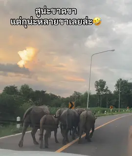 กุติดควายยุสู เล่นถ่าๆ😂 #ติดตลกไปเรื่อย #ขอบคุณทุกกําลังใจ❤️ขอบคุณทุกคอมเม้น🙏 #เล่นเพื่อความบันเทิง #ฟีดดดシอย่าปิดการมองเห็น🖤🥀🚷 