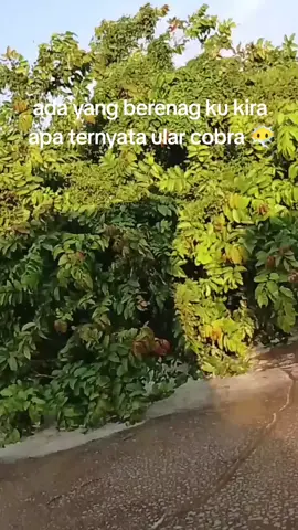 hampir ilang mata jek#kalimantanbarat #fyp #masukberanda #lantingsedot #anaktambangemas 