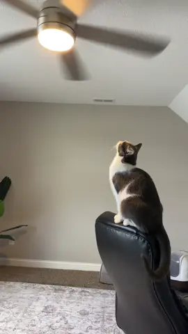 but like literal fans ok 🤩 #cats #catlover #catsoftiktok #cattok #swag 