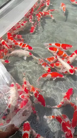 kohaku sanke 35cm sd 40cm #tanco #koiblitar #koi #koifish #kohaku 