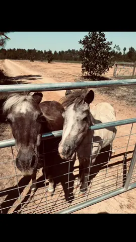 I miss my heart horse every second of every day 🤍🕊️