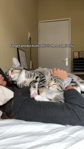 We make it a throwback Monday today 😻❤️ #healing #catlover #catlife #purr #cuddlycat 