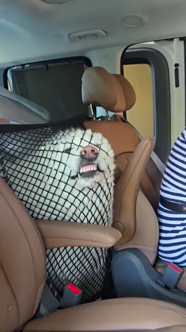 Funny Great Pyrenees#dog#funny#funnyanimals#funnypets#animals #dogsofttiktok #pet #foryou #longervideos