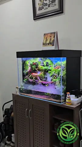 Mưa trên đại ngàn 60x40x50cm. #Rainforest #Paludarium #Terrarium #KhôngGianXanhDecor @Cty TNHH Không Gian Xanh Decor #KhôngGianXanh 