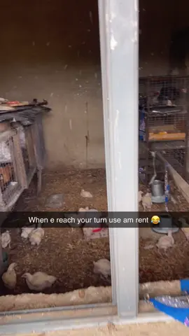 No wrong move here ✌️#poetry #kennel #feline #pets #lamkennel 