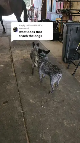 Replying to @lizzie67849 Gentle parenting doesn't always work for heelers so we have to be firm sometimes. #heelerpuppy #dogsoftiktok #blueheelersoftiktok #ranchdogs #heeler 
