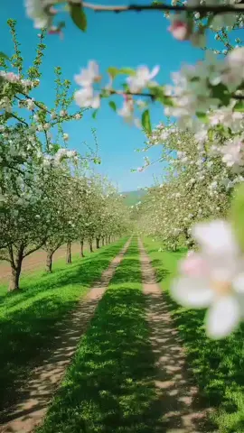 #تاج  👑 تاج 