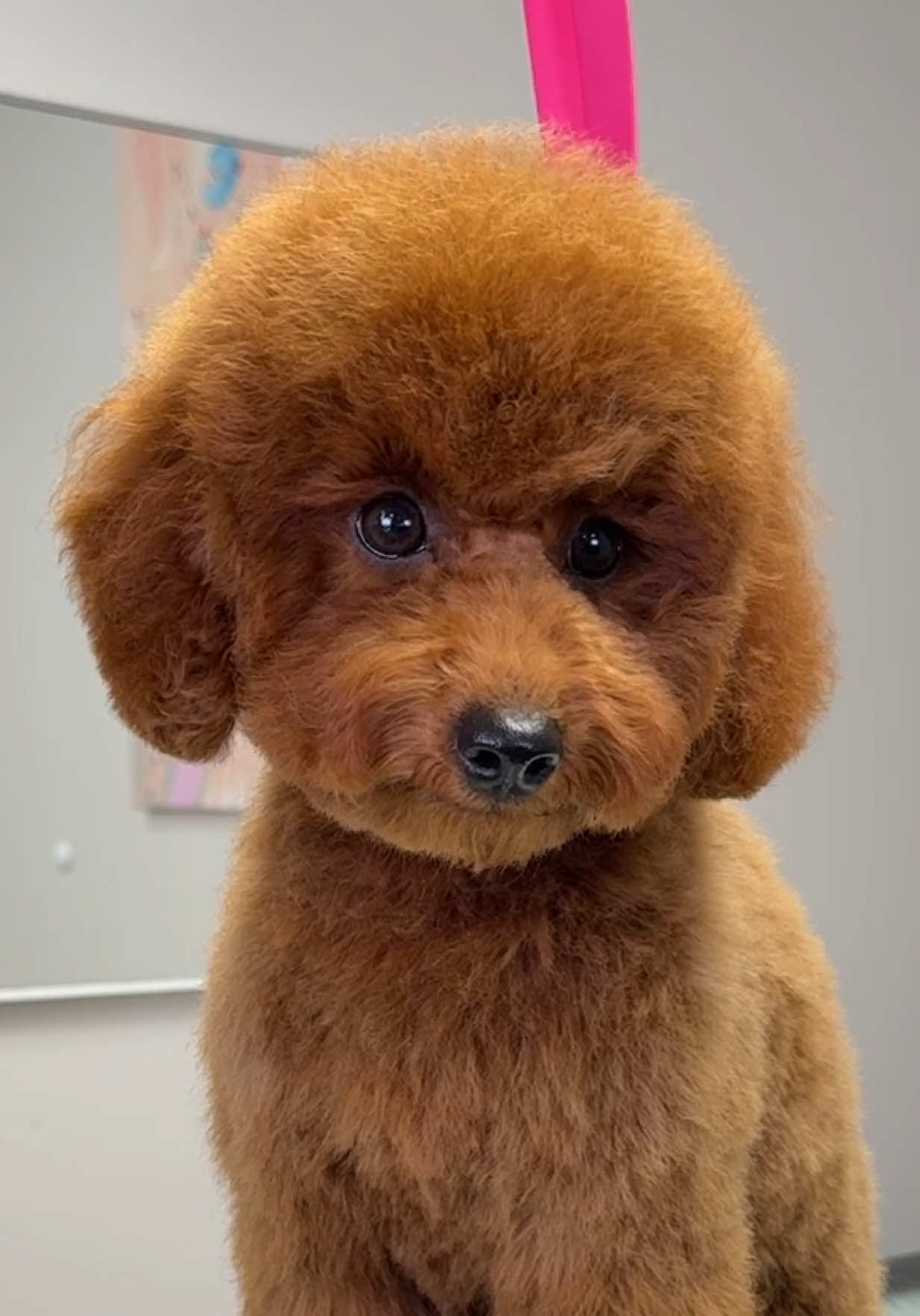 Curious little fluff ball getting his first full groom ✂️🐾🫶🏻 #toypoodle #doggrooming #doggroom #doggroomer #poodle 