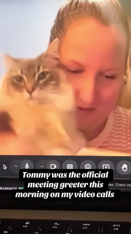 Tommy decided to join all my work meetings this morning to say meow.  • • • #tillieandtomi #cats #cat #catsoftiktok #cute 