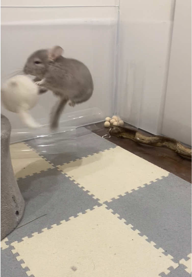 台の上にのせた🫢‼️ #chinchilla #チンチラ #チンチラのいる暮らし #チンチラ好きと繋がりたい #もるちゃん 