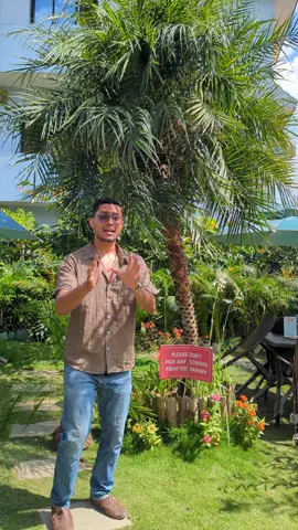Phoenix palm at offer price. 1000 rupees only. Offer valid till Dashain. Hurry up and grab this offer. #dashainoffer #plantsforgarden #plantsforrestaurant #plantsforresort #palmtree 
