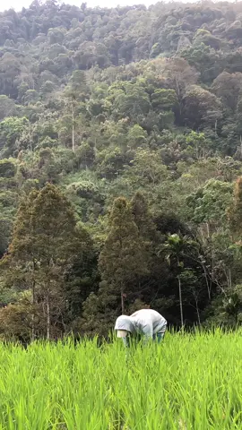 sawah di tepi perbukitan,sekarang masanya membersihkan rumput-rumput liar di sekitaran padi#sawahpedesaan#petani#suasanakampung