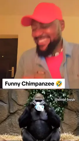 #creatorsearchinsights Funny chimpanzee 😂 #chimpanzee #wildlife #animals #nigeriatiktok🇳🇬🇳🇬🇳🇬 