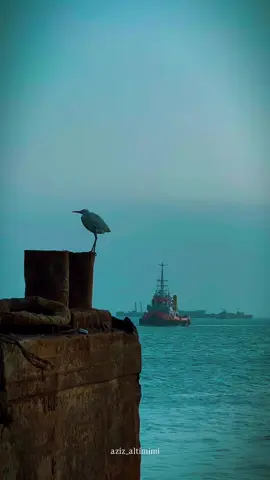 اختفي وعالج نفسك…🦢🌊 ، ، ، #بحر #غيوم #سفينه #طيور #creatorsearchinsights 