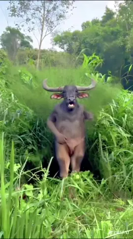 Động vật đáng yêu #xuhuong #cutepet #dance #buffalo #funnyvideos 