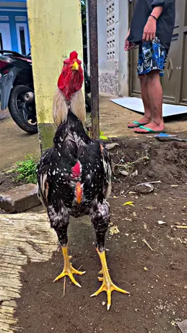 #CapCut info lawan yang keras dong🫵🏼🤣 #bangkokselatan 