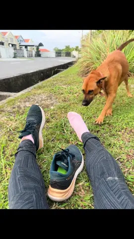 weiii.. ingatkan nak tolong sya yg terseliuh. Rupanya mengolok sy yg kesakitan🤣🤣. Siap dia lakon semula masuk dlm lubang tu..  ** c Lucky yg ditinggal tuannya, kini jd peneman joging  #petlover  #fyp  #dog 