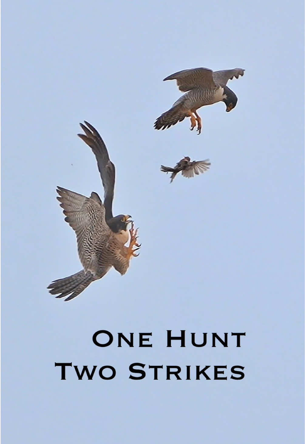 Epic wildlife moment as a peregrine pair hunts as a team #peregrinefalcon #birdsofprey 