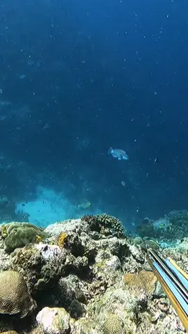 spearfishing #spearfishing_reviews  #fish 