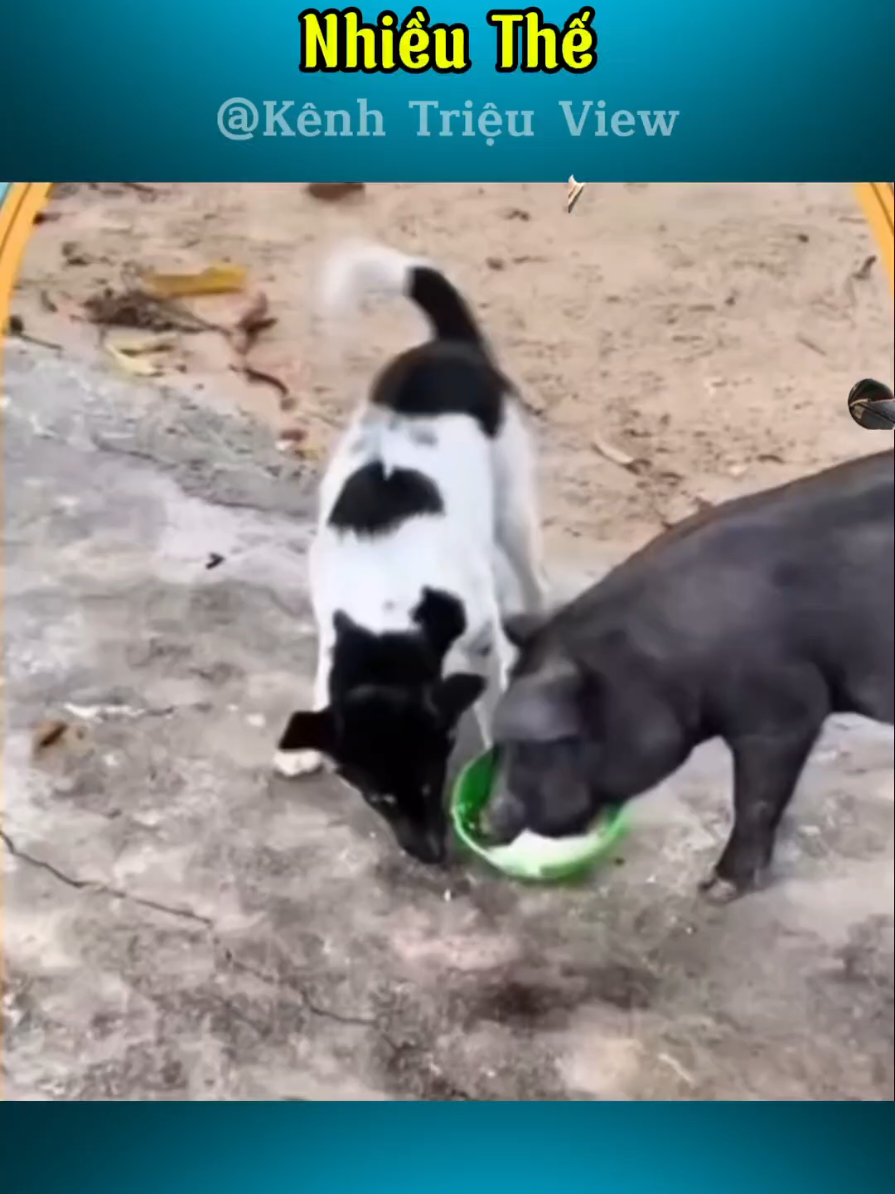 Từ từ đã lu