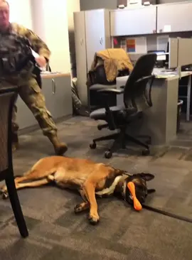 A day in the Life of Police K9#dog #k9 #funny #foryou #fyp #dogsoftiktok #dogsoftiktok #usa 