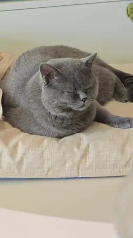 你在猫的眼里😂