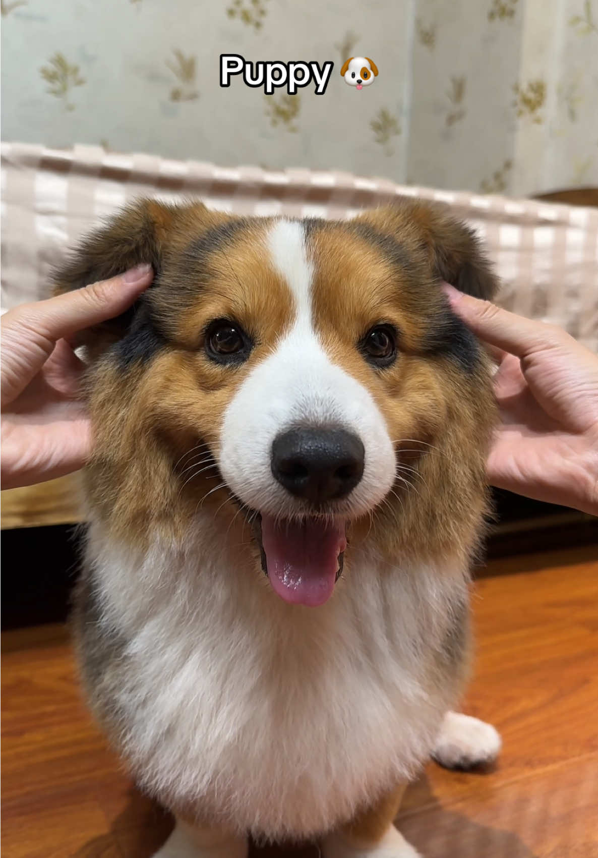 Mua 1 được 5 hời quá taaa 🤣🤣 #gauiuoilaiu🐻 #dogsoftiktok #xuhuong #corgi #cutie 