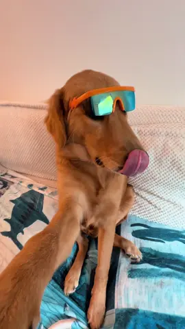 Sugar on my tongue  #👅 #fyp #trendingsound #goldenretriever 