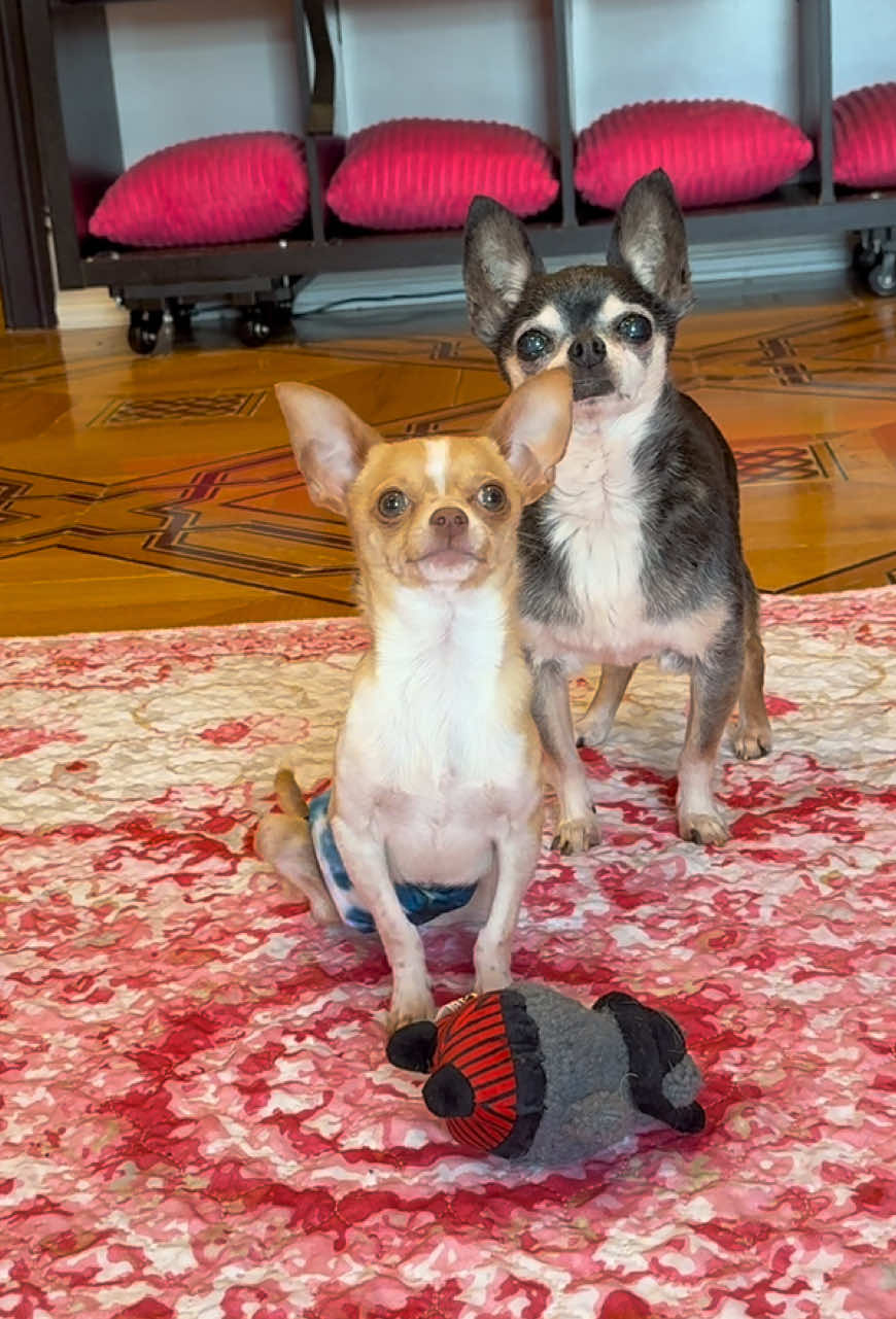 Gizmo really does love his toys! When Claire Bear is not available to torment, he goes right for the toys lol all day every day🥹🥹🥹 Bglws.Com  use code holiday25 for 10% off all CBD and health products 