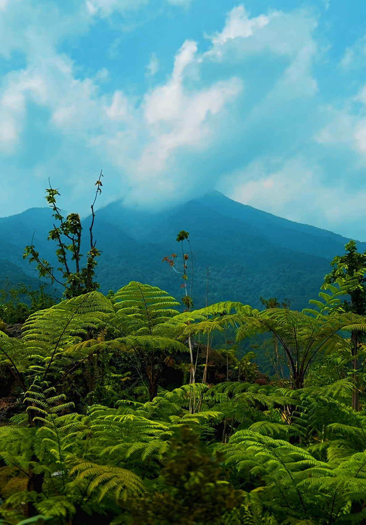 Hijau yang menyejukkan, biru yang menenangkan 🍃🌿 @MaC99  #fyp #bogor #mountainview #restaurant 