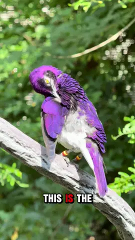 The purplest bird in the world: the Amethyst Starling. No purple pigment-feather nanostructures of melanin and air amplify violet wavelengths via constructive interference, creating intense angle-dependent iridescence. Pure physics, not dye #birds #bird #wildlife #Iridescence #ColorScience