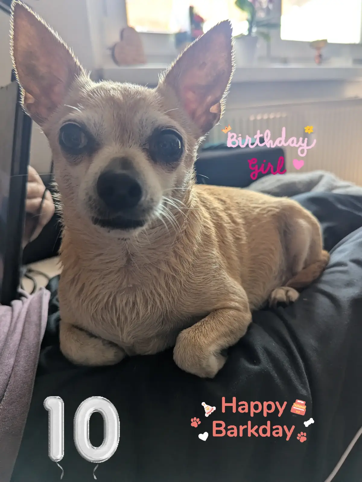 #chihuahua #chihuahuabirthday #hund  #happybarkday #birthdaydog 