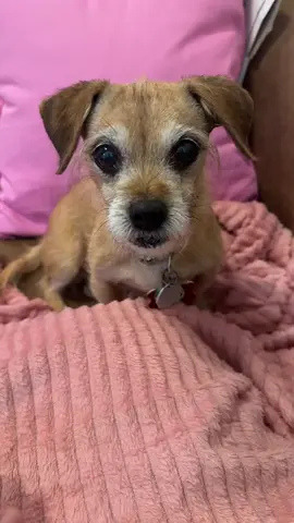 We LOVE this trend 🥰🐾🐕💖 @Murphy 🩷  #trends #dog #cute #Love #dogsoftiktok 