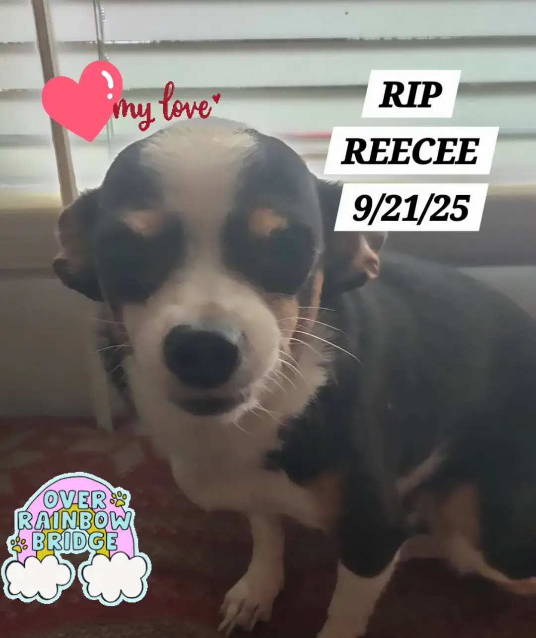 #rainbowbridge #mommysgirl #missed #sad #rip 