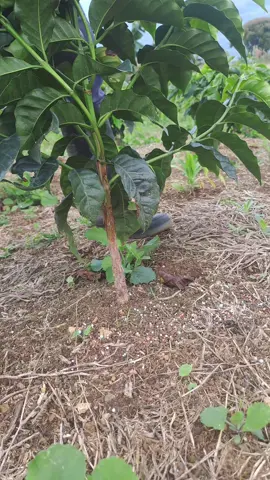 esta es la forma correcta de abonar el cafe con fertilizantes 