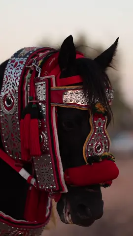 #الزاويه_العنقاء_ليبيا🇱🇾🔥✌🏻 #ادكرو_الله❤️🤙 #اكسبلور 