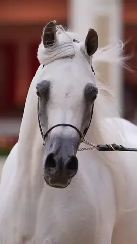 #عاشقه_الخيل🐎❤ #كما_تدين_تدان #كلام_من_القلب  #ستوريات_حزينة #اكسبلور 