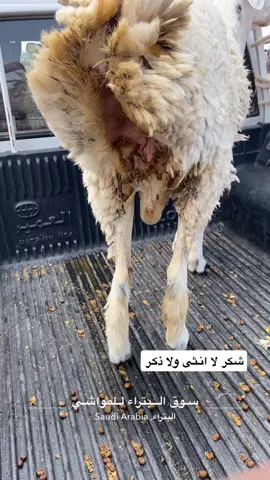#اغنام 