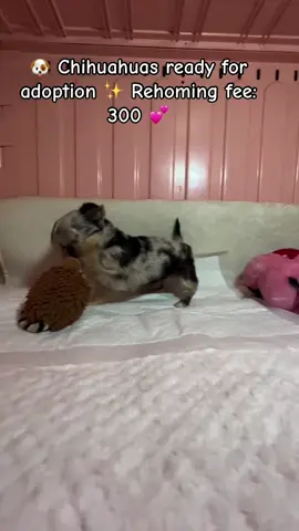 Adorable chihuahuas 🐶✨ ready for their forever homes 💕. Small rehoming fee (300). For details & availability 📲 +1 239-326-519       #ChihuahuaLove 🐾 #PuppyAdoption 💕 #FurBabyLife ✨ #SmallDogBigHeart 🐶 #ForeverHomeReady 🏡