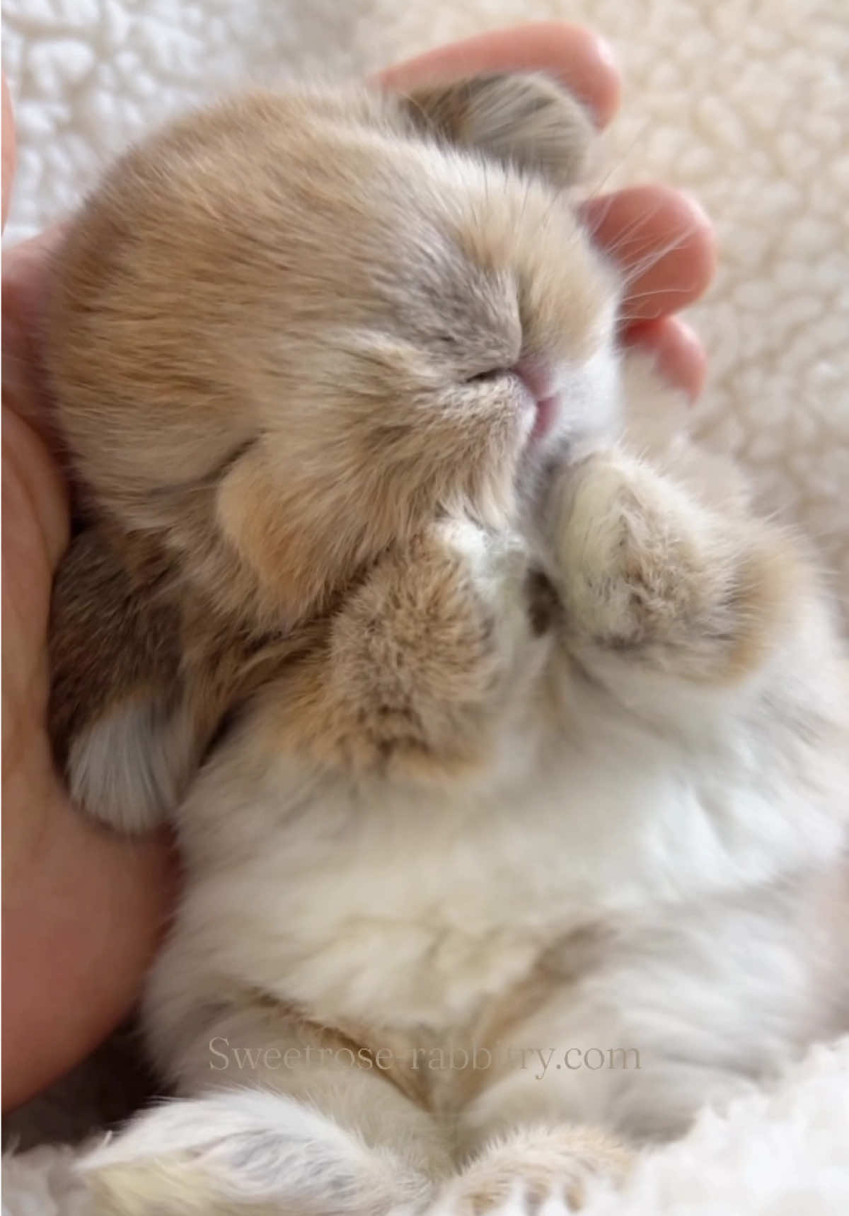 POV: fluffing is exhausting 💖 Can’t get enough? Extra fluffy footage on our IG story today.  Orange Holland Lop  For information about our rabbitry, please visit our website. Link is on bio #animalsoftiktok #PetsOfTikTok #cutenessoverload #bunsoftiktok #hollandlop