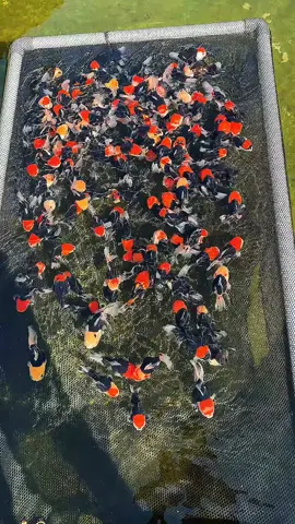 koki panda 3c #ikanhiasjakarta #budidayaikanhias #ikan #fish #ikanhiasindonesia 