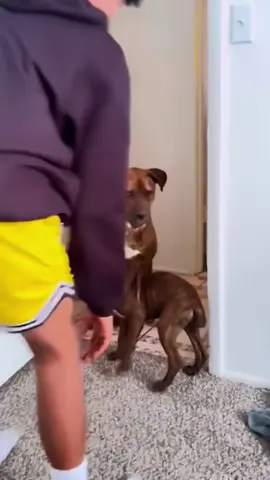 Mom dog teaching her puppies #funny #fyp #dog #foryou #cute 