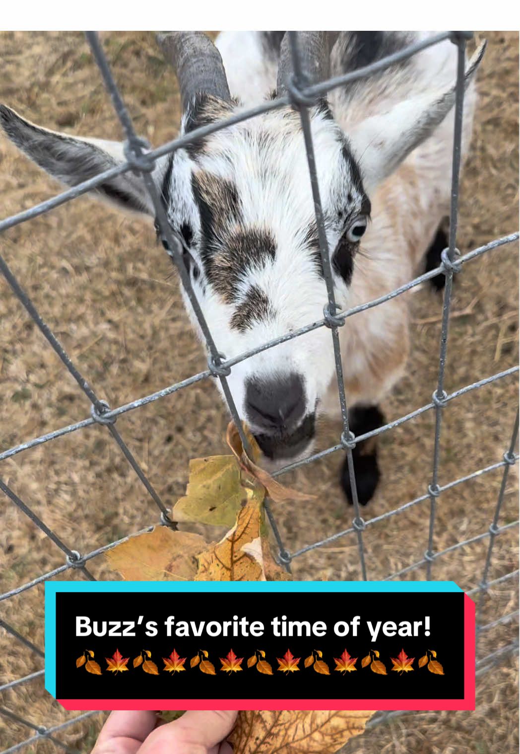 It’s the first day of Fall! It’s Buzz’s first day of unlimited snacks 😂 #firstdayoffall #buzzthegoat #goats #minigoat #farmlife 