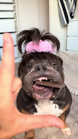 L is definitely for the way he looks at me 🥹❤️ and for anyone that worries about the chocolate; its dog chocolate made from beef #fyp #foryou #bundleofbullies #dogsoftiktok #dog 