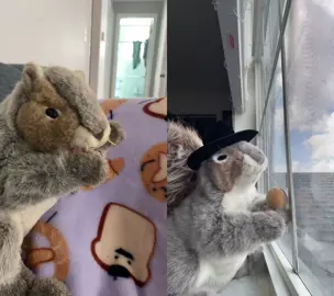 #duet with @nibs he could use some practice #squirrel #nibs #dance #fyp 