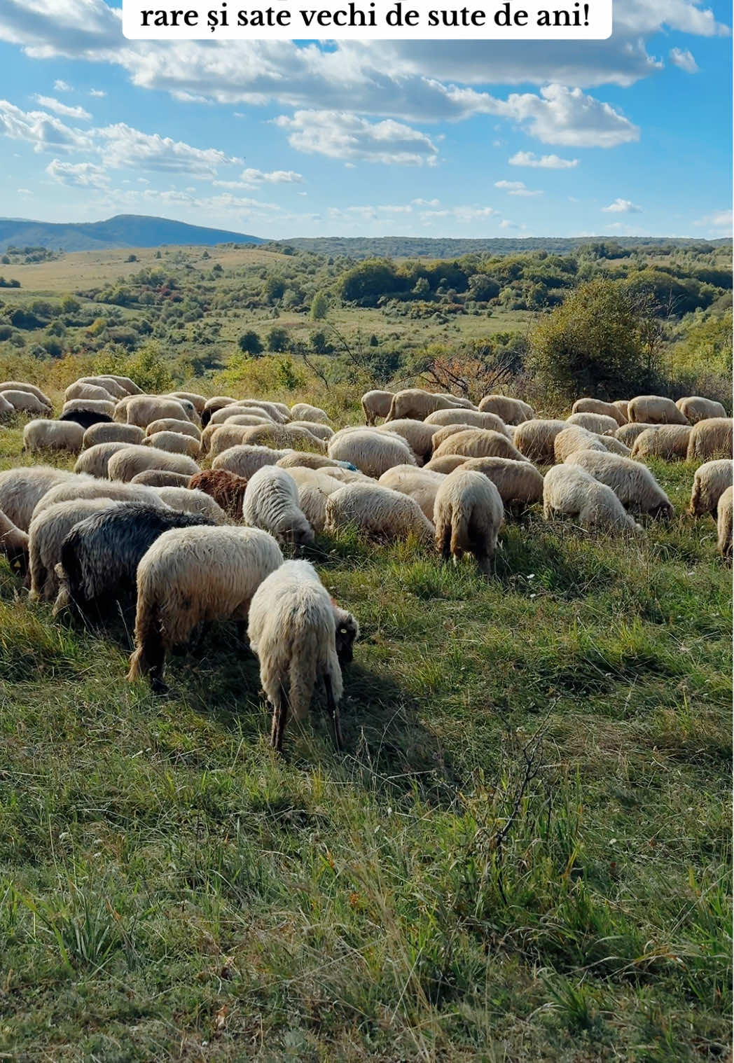 Știai că în România există una dintre cele mai mari întinderi biodiverse din toată Europa? 🇷🇴 Colinele Transilvaniei = peste 1000 de specii de plante, păsări rare și sate vechi de sute de ani #creatorsearchinsights #transylvania #romania #whereToGo #siltrips @Arkeden 328 